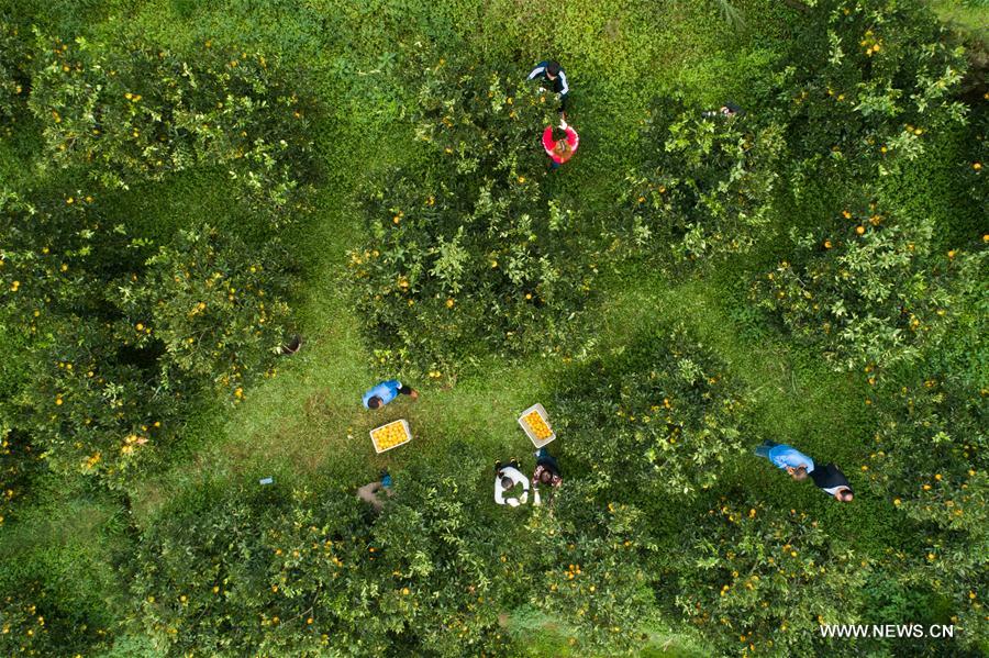 #CHINA-FARMING-SHUANGJIANG (CN)