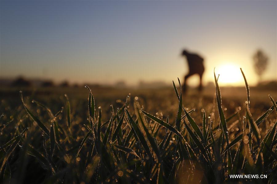 #CHINA-FARMING-SHUANGJIANG (CN)