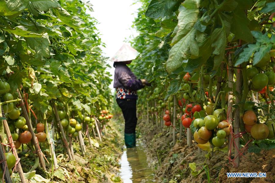 #CHINA-SPRING-FARM WORK (CN)
