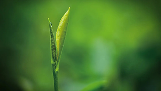 這片樹葉，改變了世界！