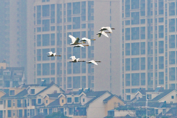 江西經(jīng)濟(jì)轉(zhuǎn)型求變：注入生態(tài)、創(chuàng)新、智能多重因子