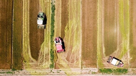 夏糧，穩(wěn)！