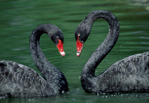 ?？低?ldquo;黑天鵝&rdquo;驚魂兩天