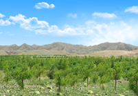 形成農(nóng)林牧、生態(tài)濕地等非主營業(yè)務(wù)