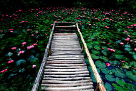 踱步花間，邂逅美麗