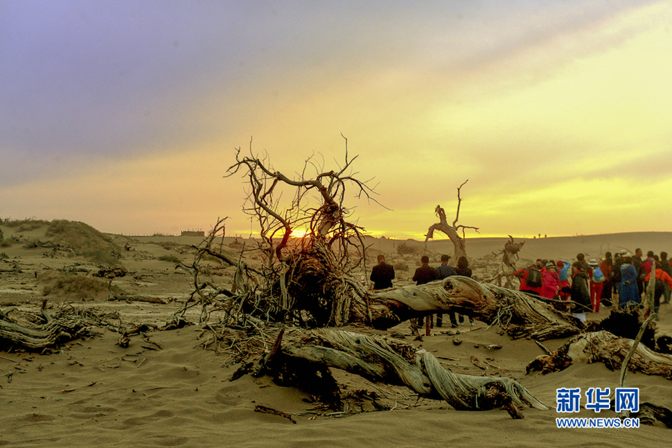 千年胡楊，不朽傳奇