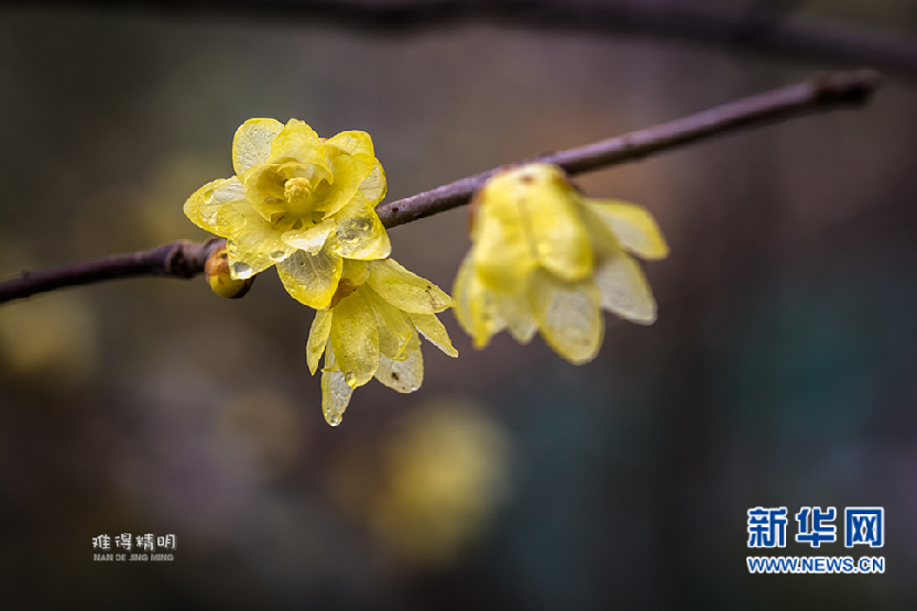 臘梅花——散作乾坤萬(wàn)里春