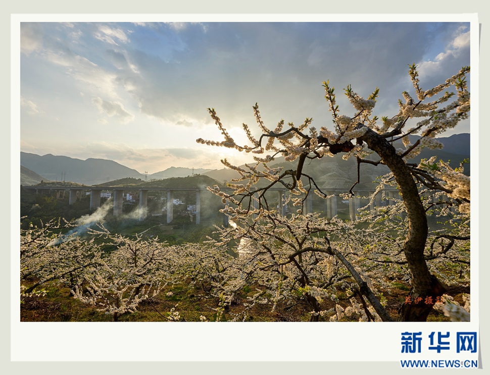 李花白，彩霞紅，春意濃