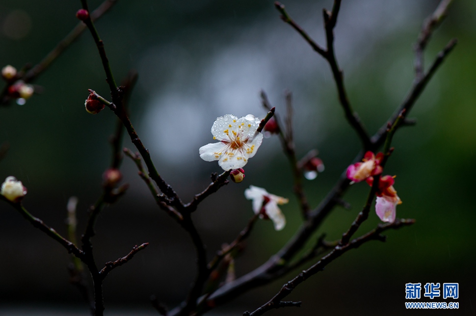 疏影橫斜，暗香浮動(dòng)