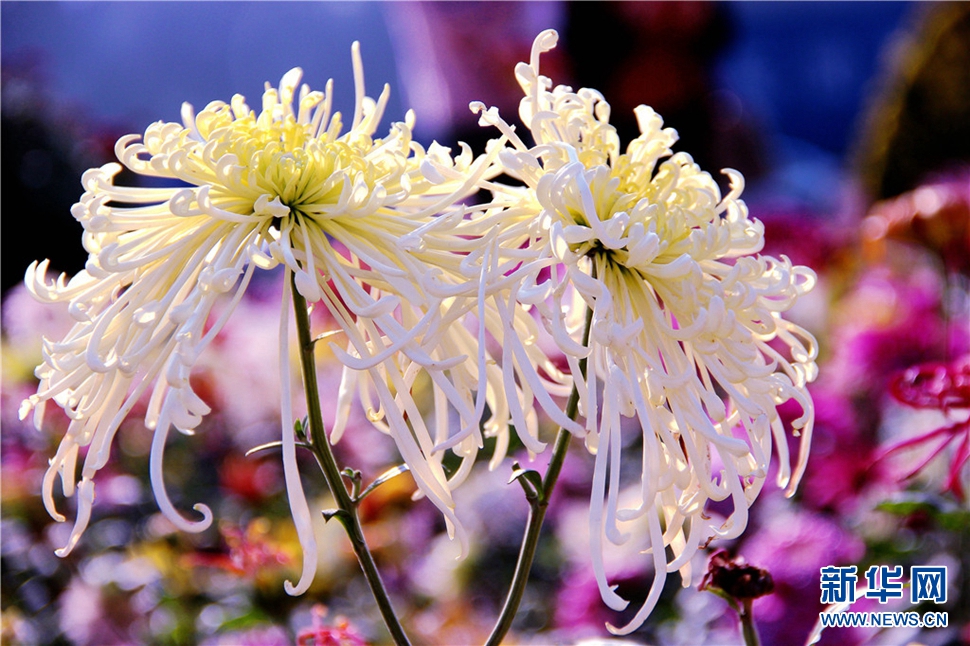 金秋時節(jié)，菊潤車城