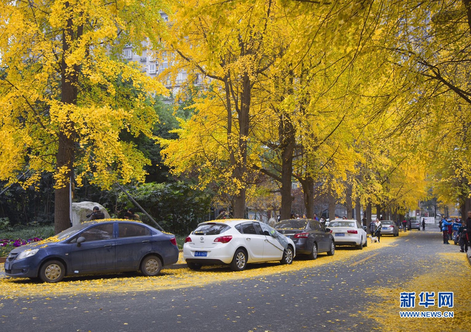冬日暖陽，成都的銀杏已滿地