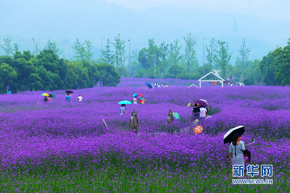 雨中游蓀湖花海，美翻了！