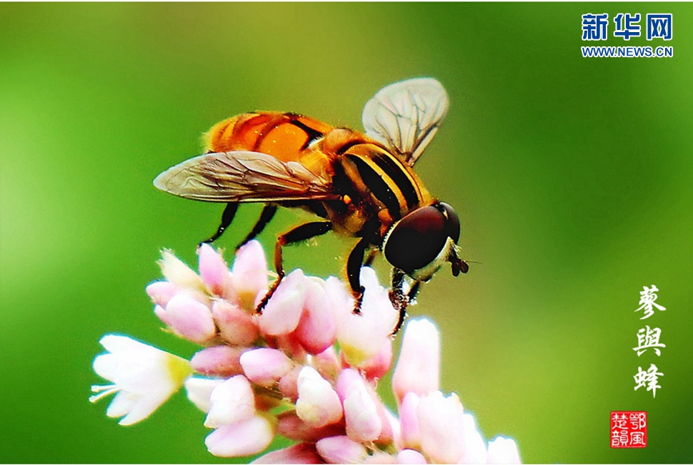 蓼與蜂、蜘蛛