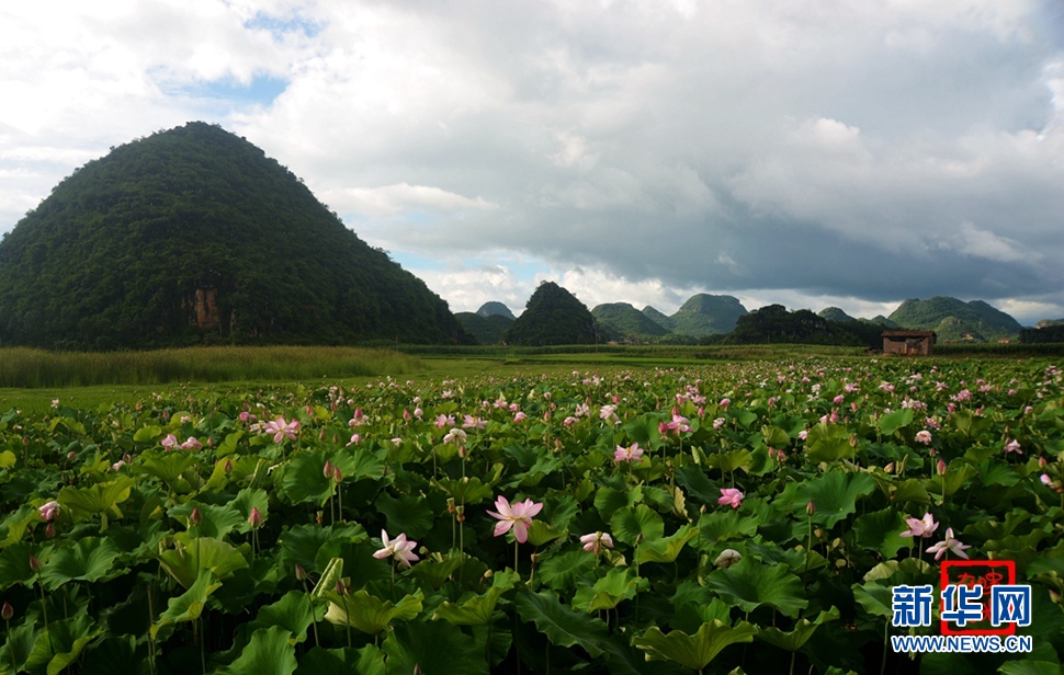 一生一世，萬畝荷花