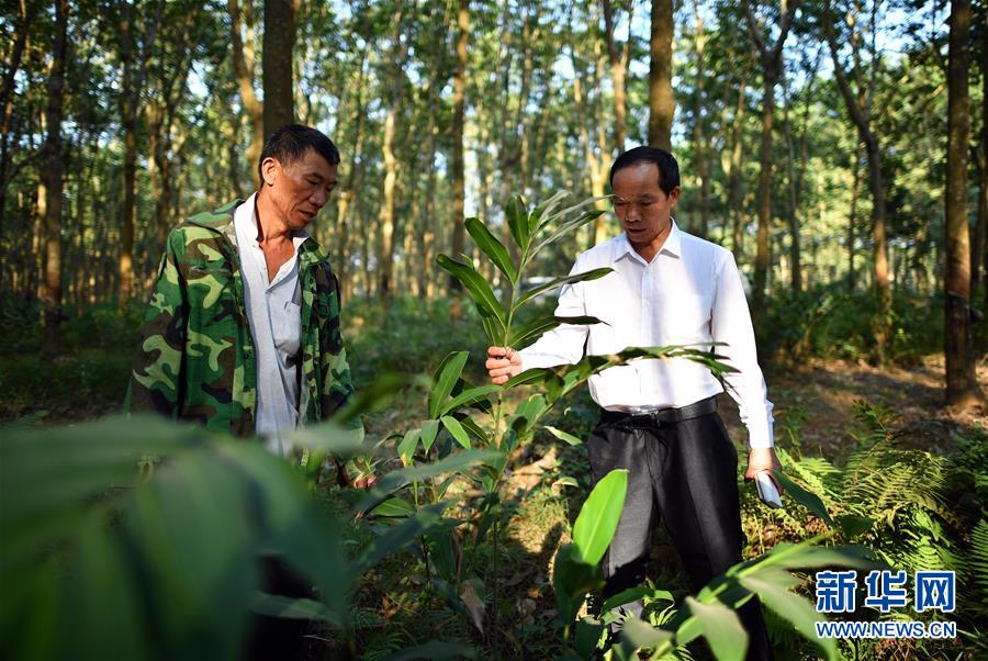 (十九大代表在基層·圖文互動)(3)羊風(fēng)極:帶領(lǐng)黎族群眾拓寬綠色小康路