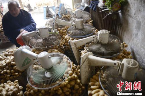 資料圖：山西太原蔬菜批發(fā)市場(chǎng)，姜販用多臺(tái)電風(fēng)扇風(fēng)干新鮮潮濕的生姜。<a target='_blank' ><p  align=