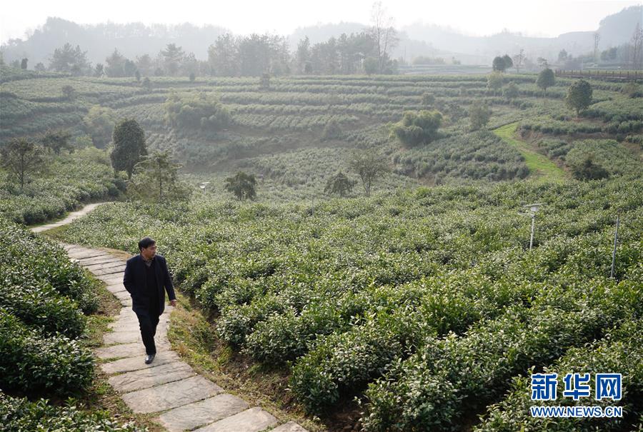 （在習(xí)近平新時(shí)代中國(guó)特色社會(huì)主義思想指引下&mdash;&mdash;新時(shí)代新作為新篇章&middot;鄉(xiāng)村振興戰(zhàn)略&middot;圖文互動(dòng)）（1）老支書王興強(qiáng)的新&ldquo;茶事&rdquo;