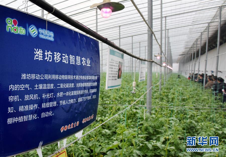 （壯麗70年&middot;奮斗新時(shí)代&middot;圖文互動）（7）山東壽光：一棵&ldquo;菜&rdquo;興一座城 