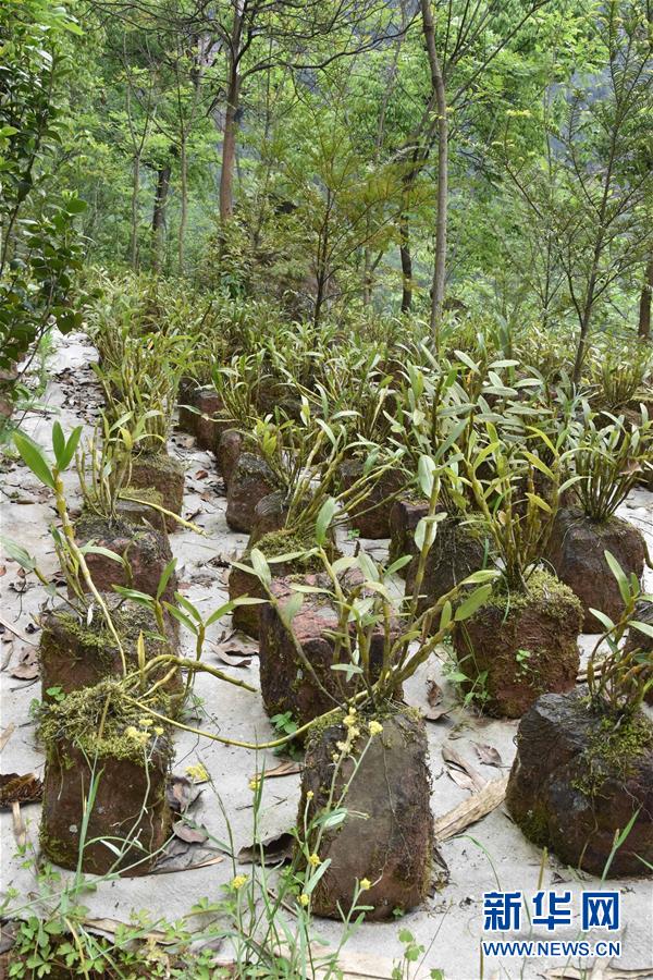 （決戰(zhàn)決勝脫貧攻堅&middot;圖文互動）（3）這個脫貧縣的石頭為何比土金貴？