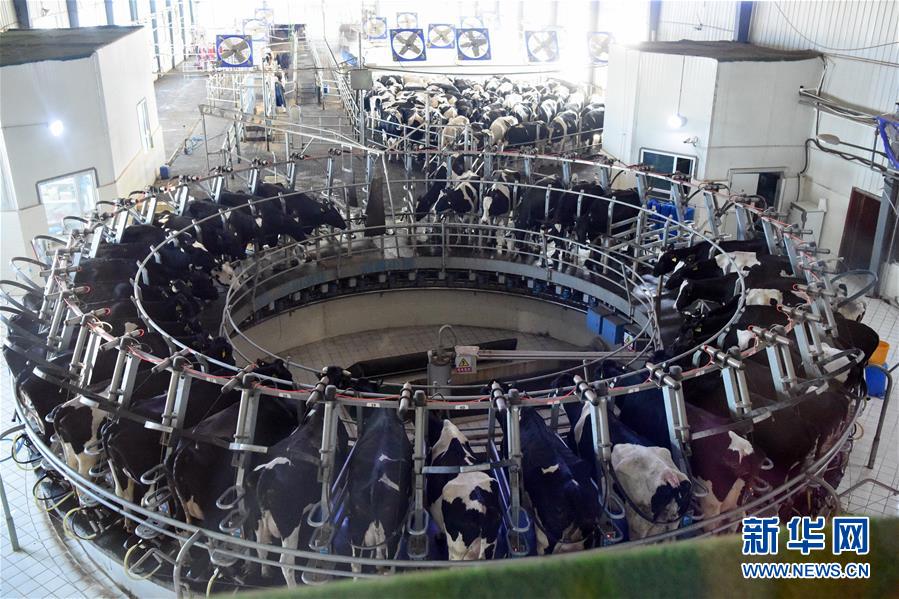 (圖文互動(dòng))(2)烏魯木齊:實(shí)施“哺育工程” 23萬(wàn)余學(xué)齡前兒童免費(fèi)喝牛奶