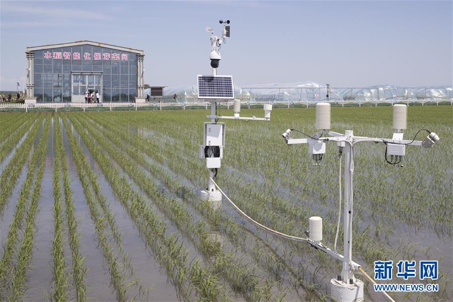 (走向我們的小康生活·圖文互動(dòng))(4)端牢“中國飯碗” 播種綠色小康