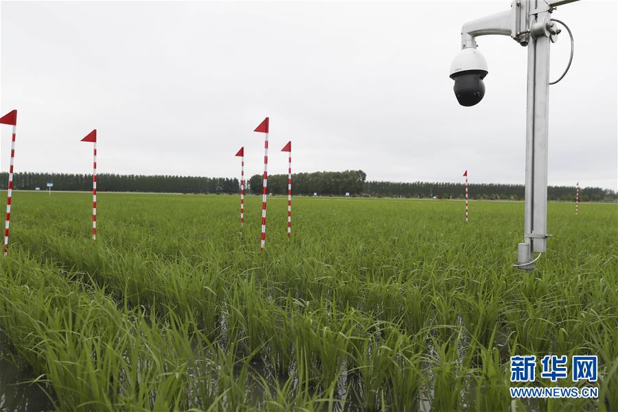 (走向我們的小康生活·圖文互動(dòng))(7)端牢“中國飯碗” 播種綠色小康