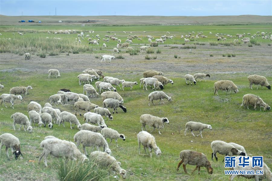 （走向我們的小康生活&middot;圖文互動）（1）草原有了網，手機能放羊&mdash;&mdash;看呼倫貝爾大草原牧民生活變了樣 