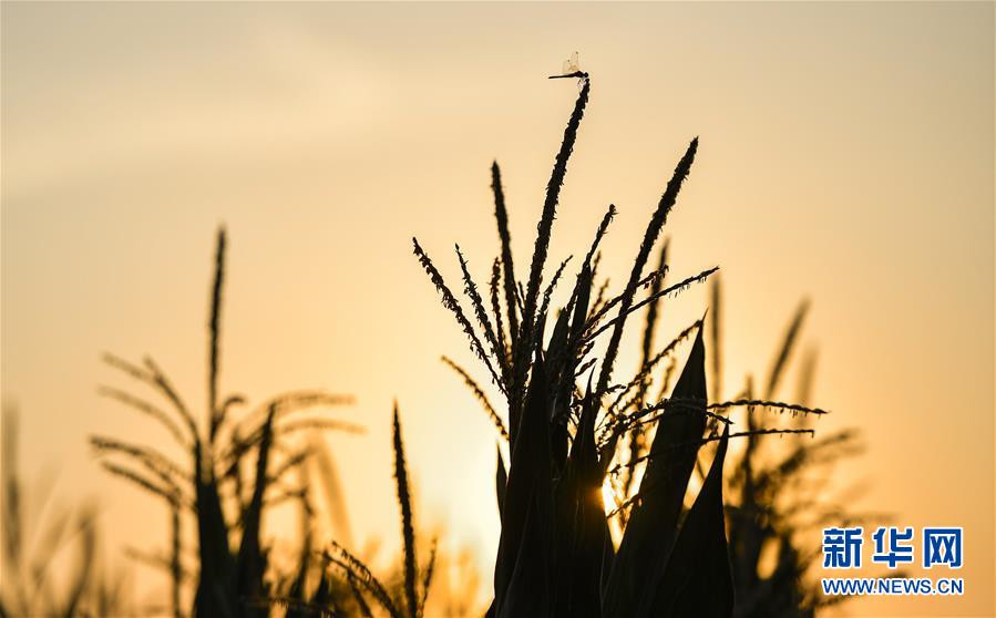 （在習(xí)近平新時代中國特色社會主義思想指引下&mdash;&mdash;新時代新作為新篇章&middot;習(xí)近平總書記關(guān)切事&middot;圖文互動）（1）為黑土加&ldquo;油&rdquo;&mdash;&mdash;&ldquo;耕地中的大熊貓&rdquo;，我們這樣保護(hù)