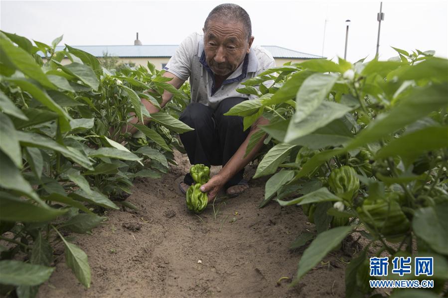 (決戰(zhàn)決勝脫貧攻堅·圖文互動)(3)幸福村的幸福“菜”事