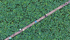 江西進賢2000畝蓮花盛開 鳥瞰畫面呈現(xiàn)&ldquo;幾何美&rdquo;