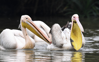 白鵜鶘&ldquo;作客&rdquo;?？? />  
<div>白鵜鶘“作客”?？?/div>
</a>
<a href=