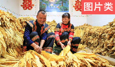 金葉滿(mǎn)倉(cāng) 圓夢(mèng)小康