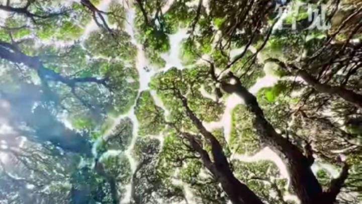 樹木為何會相互“禮讓”？