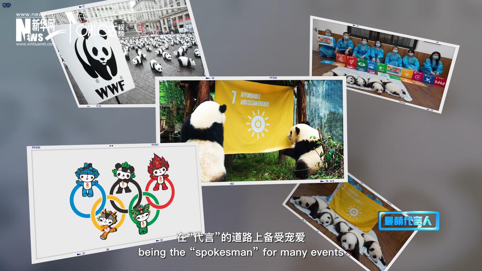 大熊貓在世界各地圈粉無數(shù)，在&ldquo;代言&rdquo;的道路上備受寵愛。