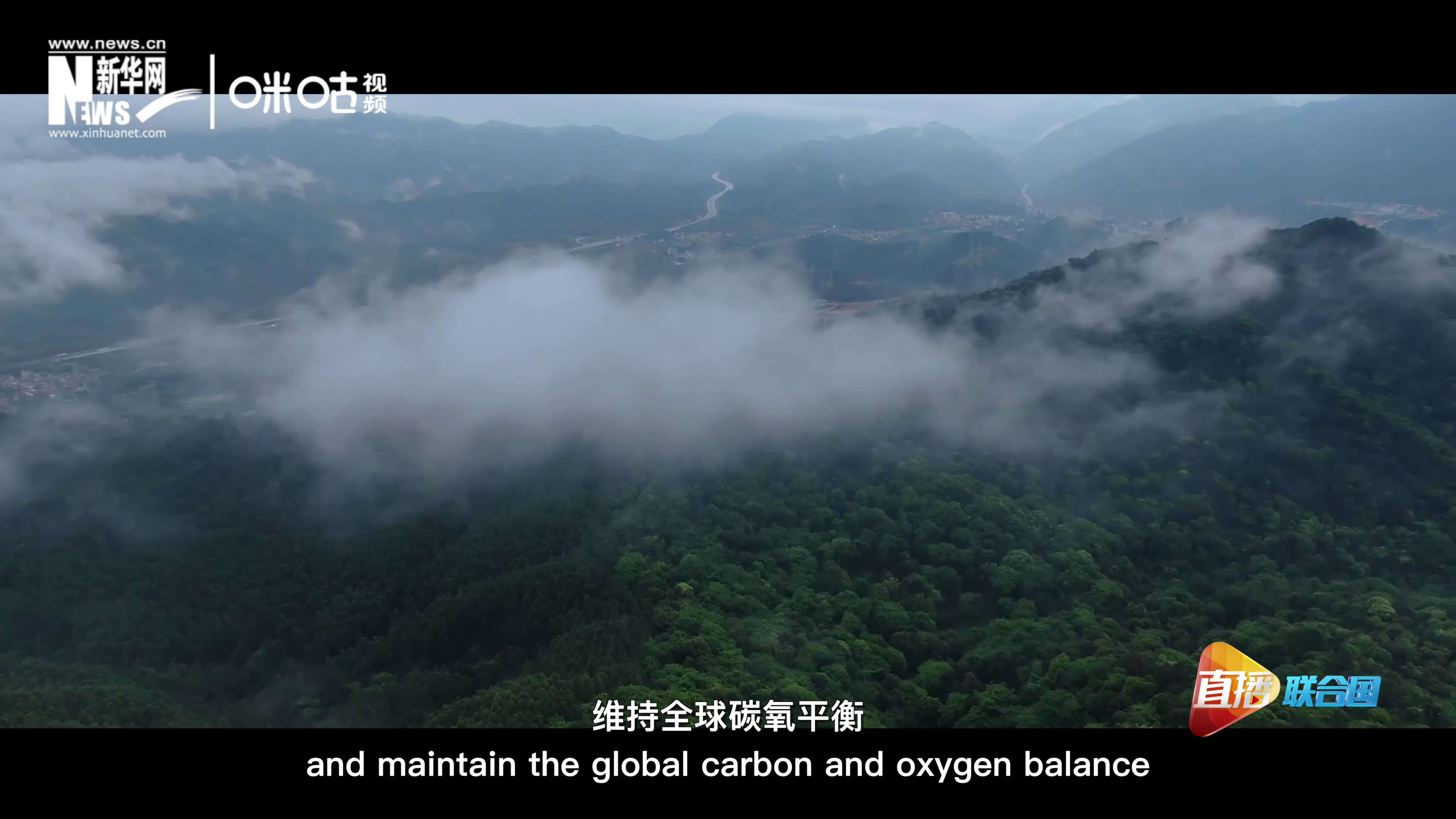 森林的碳匯可以協(xié)助減緩氣候變化，維持全球碳氧平衡