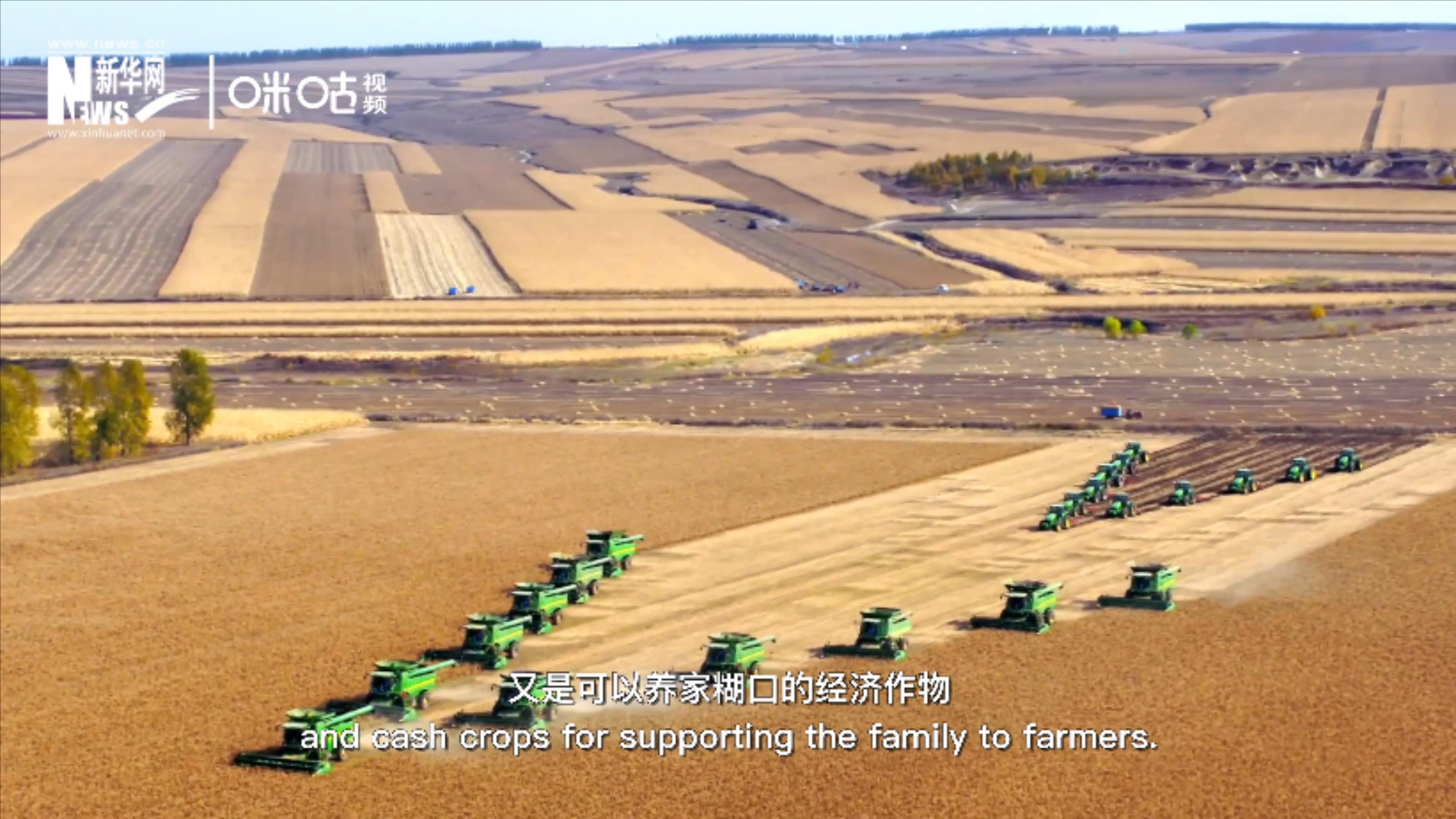 豆類既是可以擺上餐桌的食物，又是可以養(yǎng)家糊口的經(jīng)濟(jì)作物