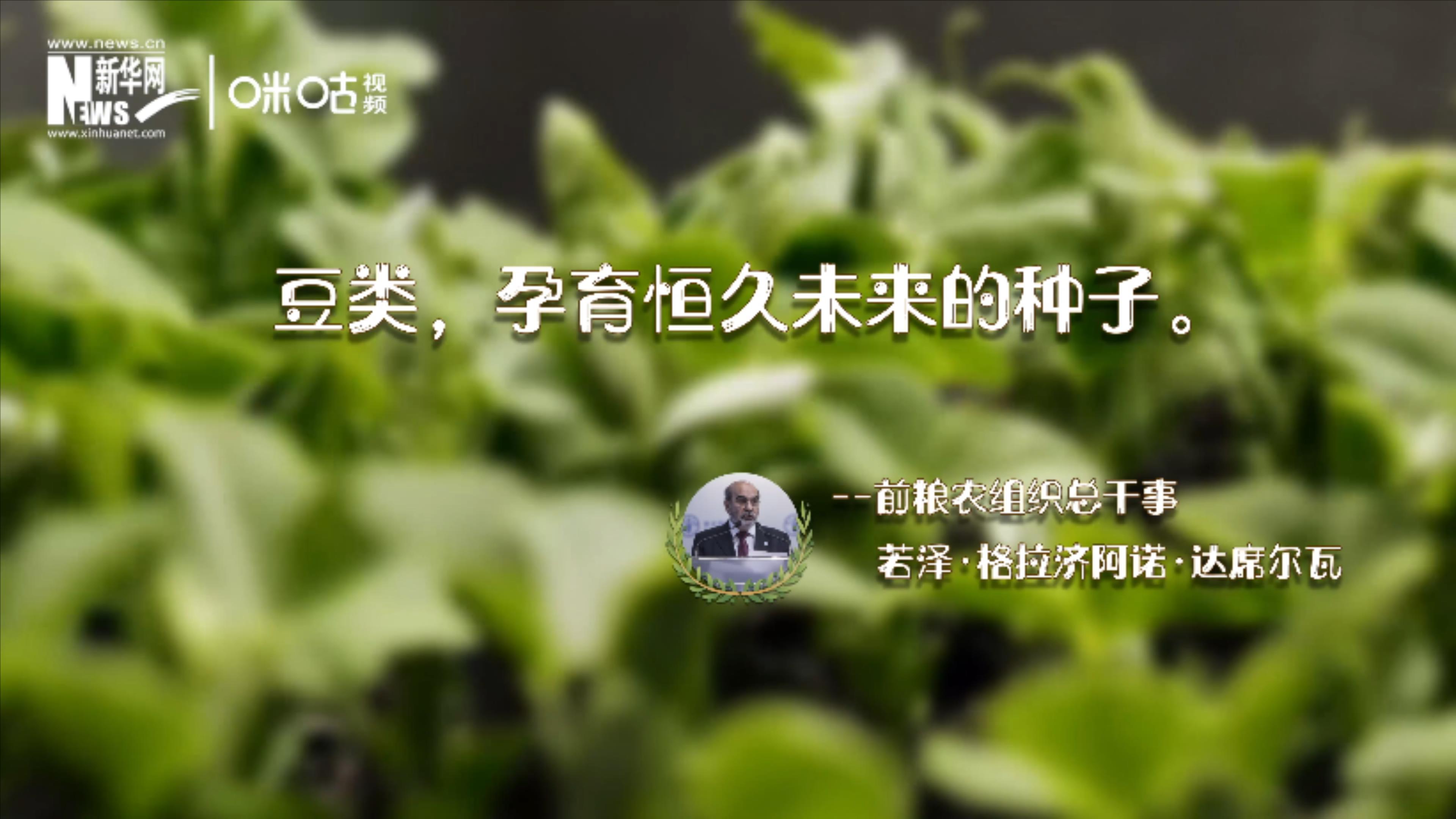 豆類，孕育恒久未來的種子