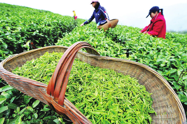 西湖龍井像LV包，原因在這里