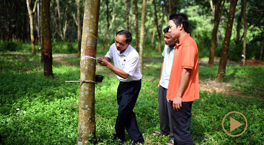 羊風極和樹的&ldquo;膠&rdquo;情