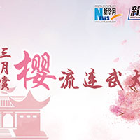 三月賞櫻，流連武大