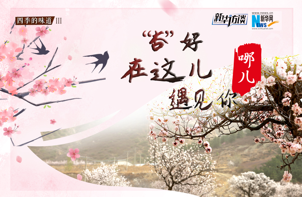 哪兒？&ldquo;杏&rdquo;好在這兒遇見你！