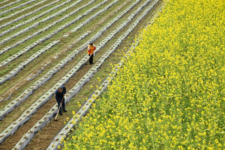 新華社評論員:防疫不誤農(nóng)時，固本首在&ldquo;三農(nóng)&rdquo;