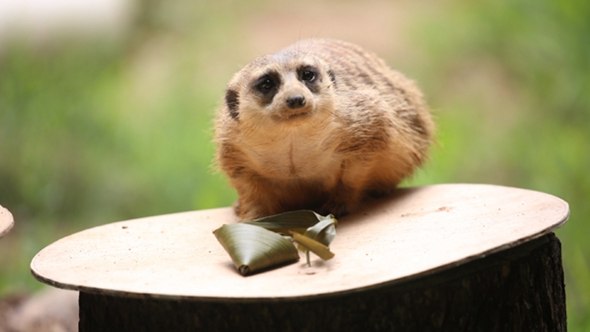 歡樂&ldquo;粽&rdquo;動員！小動物們吃上了&ldquo;專屬&rdquo;粽子