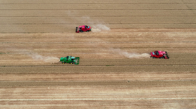 【&ldquo;飛閱&rdquo;中國】黃河兩岸，麥浪翻滾遍地金