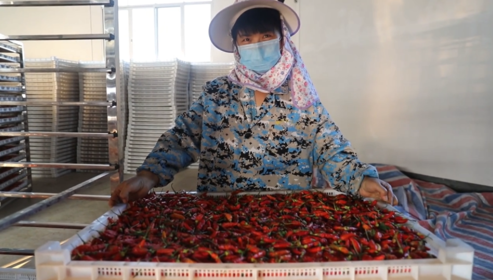 你怎么&ldquo;辣&rdquo;么好看！小辣椒映紅脫貧路