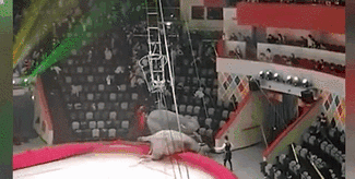 意外！場面失控 俄馬戲團(tuán)大象踩踏觀眾席