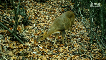 呆萌可愛！國家三有保護(hù)動物小麂現(xiàn)身重慶陰條嶺