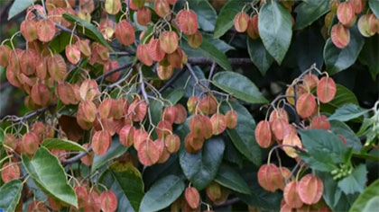 云南：&ldquo;植物活化石&rdquo;滇桐研究保護(hù)初見成效