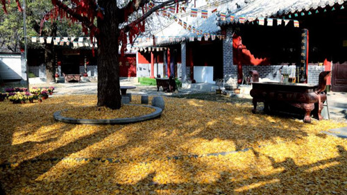 臨沂小伙回老家，爹媽往后備箱里塞活豬