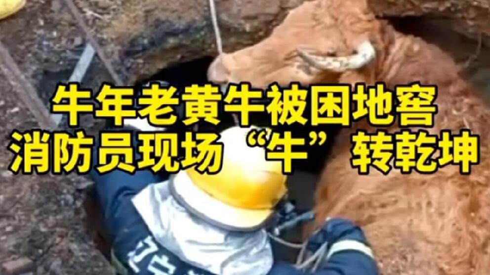 牛年老黃牛被困地窖，消防員現(xiàn)場(chǎng)&ldquo;牛&rdquo;轉(zhuǎn)乾坤！